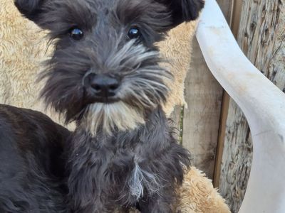 Adorable Miniature Schnauzer Puppies