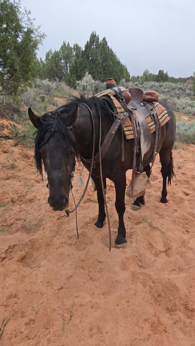 2 year old Mare