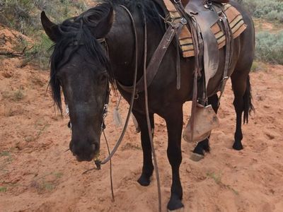 2 year old Mare