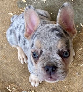 French Bulldogs  TRAINED PUPPIES