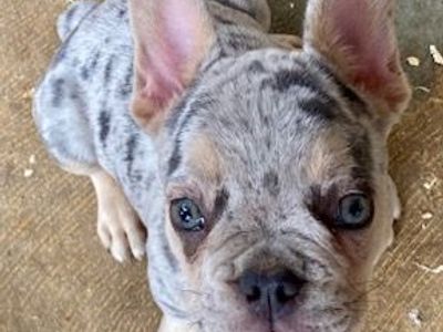 French Bulldogs TRAINED PUPPIES