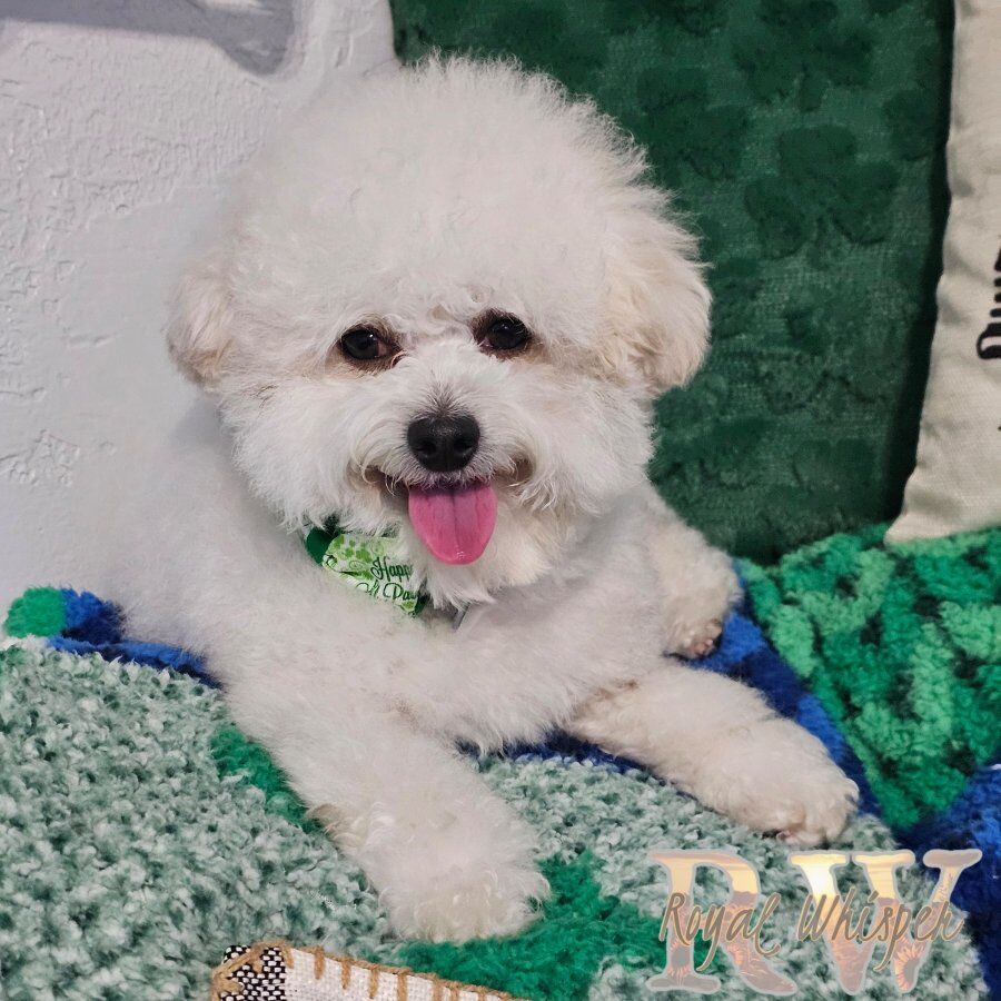 AKC Health Tested Poodle Studs