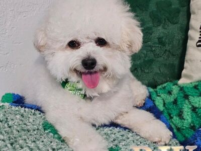 AKC Health Tested Poodle Studs