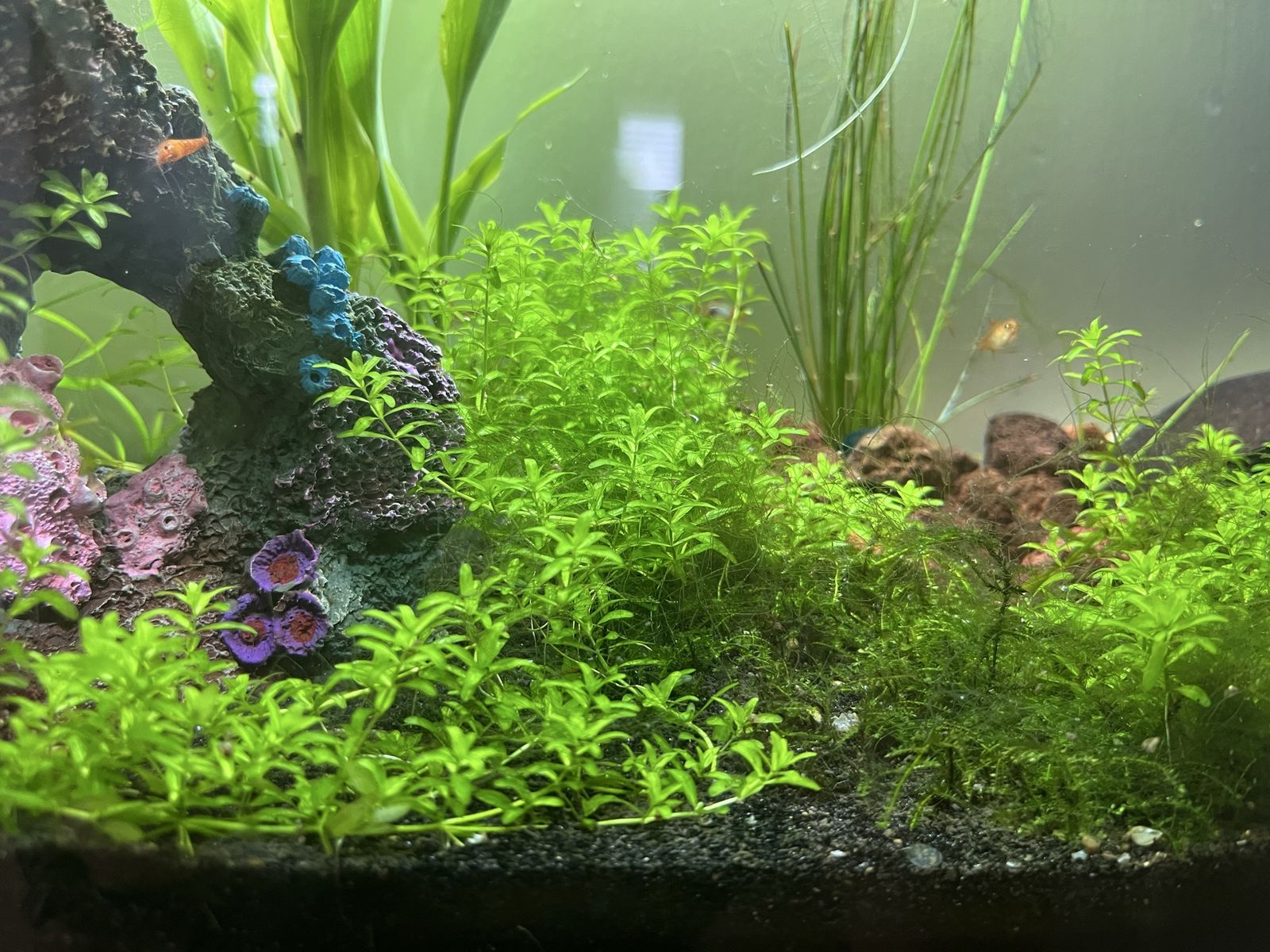 Pearlweed Aquarium Plant. Easy Carpet & Aquascape Plant ($1 per cutting)