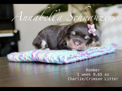 AKC Toy Schnauzer Puppies