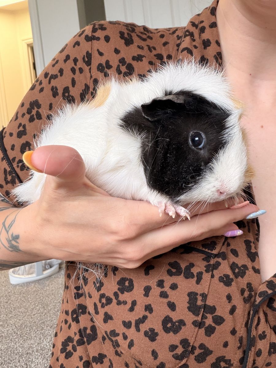 Two female guinea pigs ages 5 and 6 months
