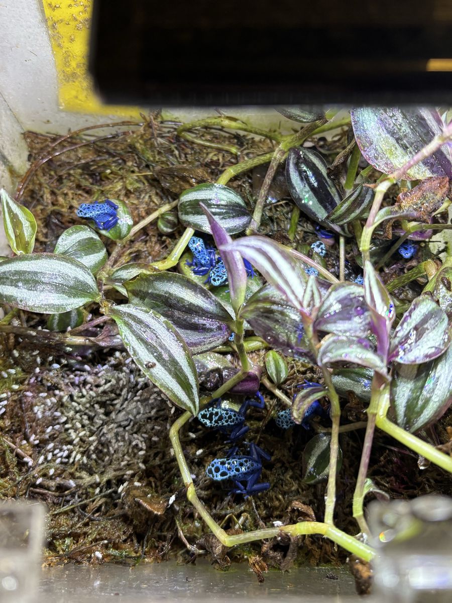 Dendrobates tinctorius azureus