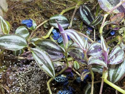 Dendrobates tinctorius azureus
