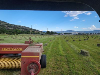 Grass Hay Small Bales