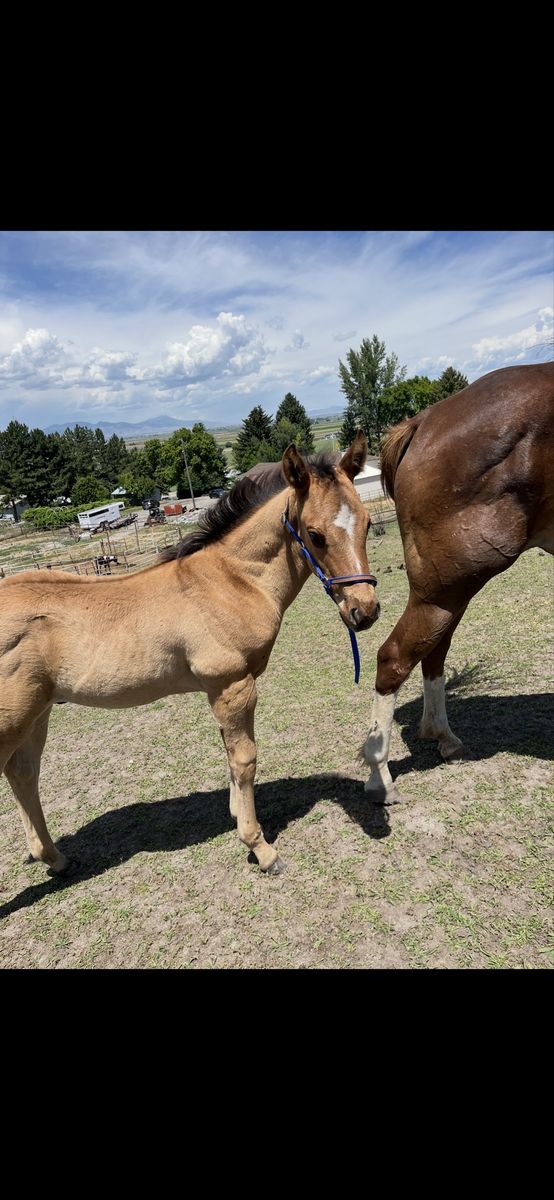 APHA Solid Paint Ranch/Rope Prospect Colt foaled 5/11/26