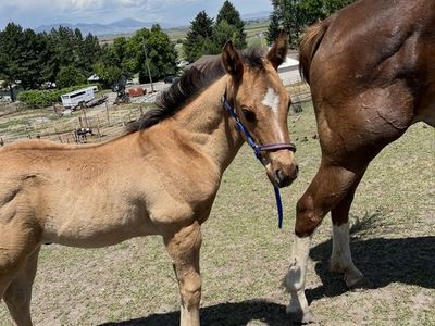 APHA Solid Paint Ranch/Rope Prospect Colt foaled 5/11/26