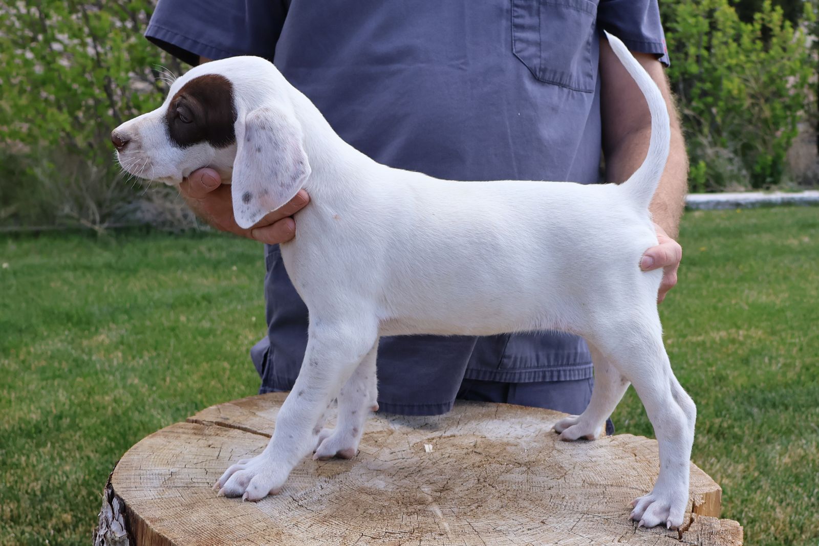 English Pointer Puppy