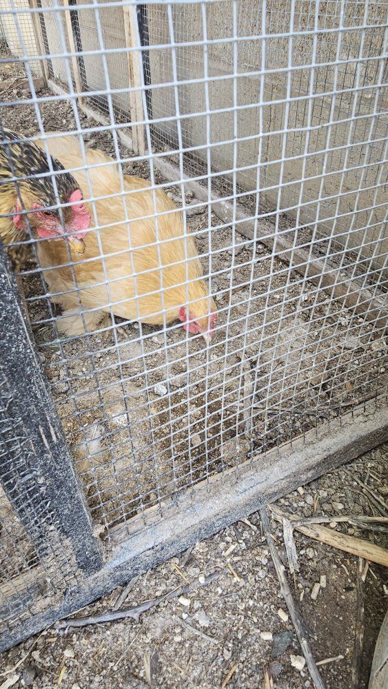 Bantam buff cochin breeding pair
