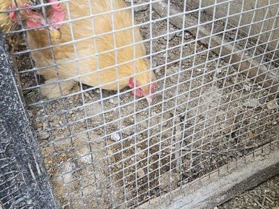 Bantam buff cochin breeding pair