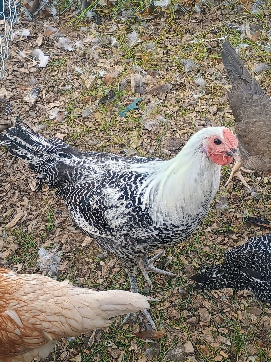SILVER DEATHLAYER ROOSTERS 3 months old for Sale