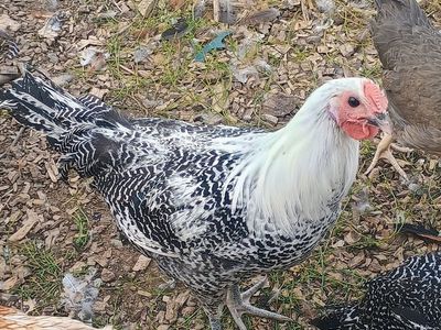 SILVER DEATHLAYER ROOSTERS 3 months old for Sale