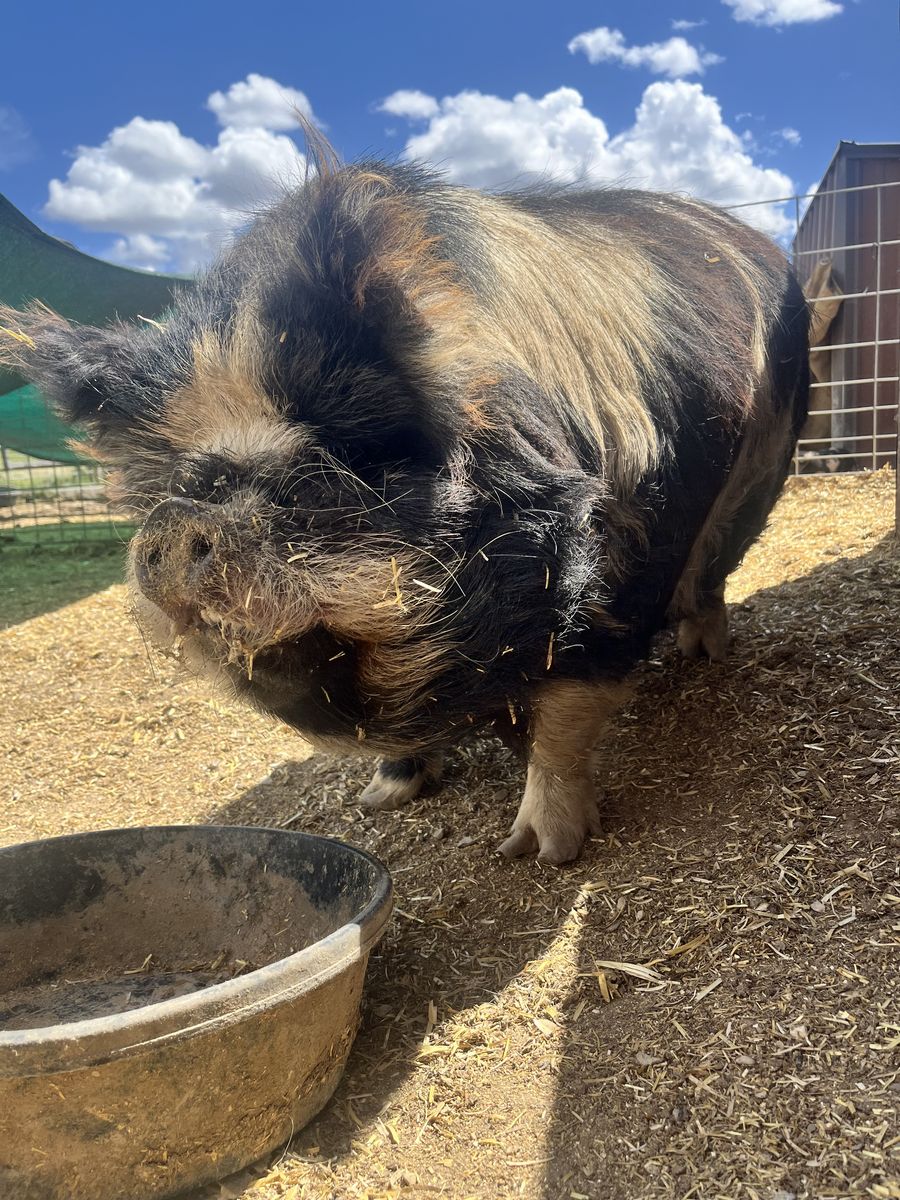 Kune Kune Sow & Boar