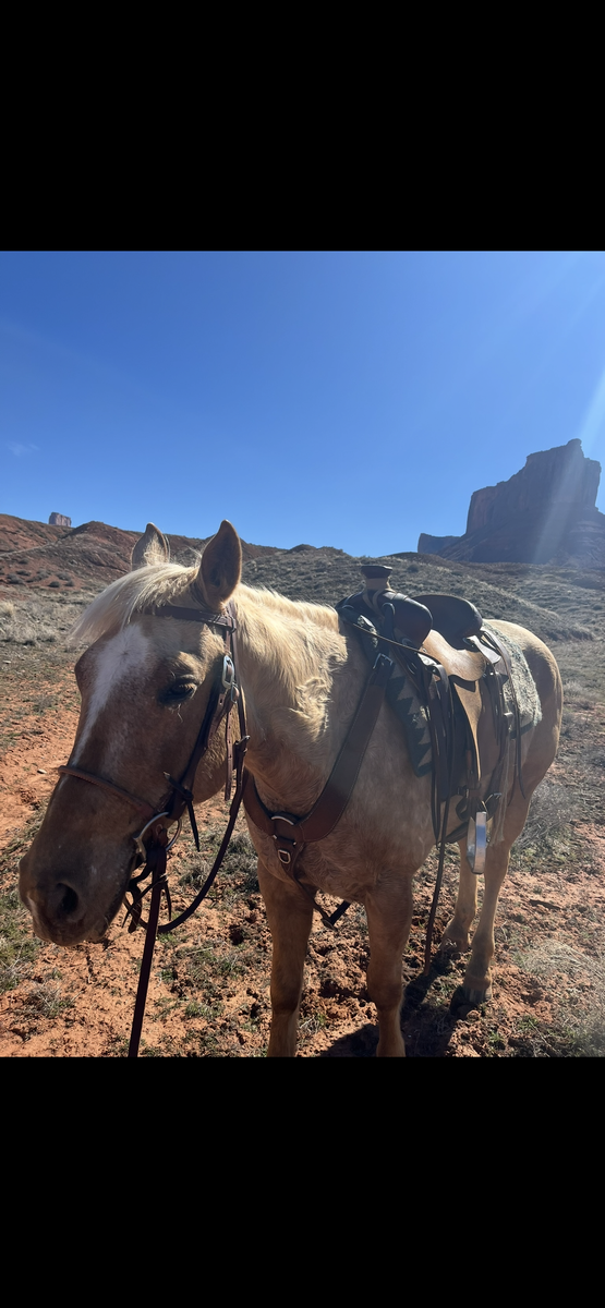Green Broke + registered Appaloosa