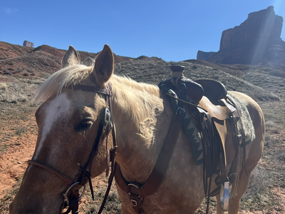 Green Broke + registered Appaloosa