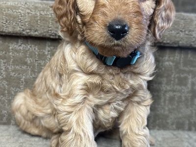 F1B Mini Goldendoodle Puppies – Under 20 lbs Full Grown | Hypoallergenic | Incredible Temperament