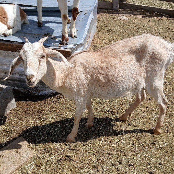 Mama and baby goat (must go together)