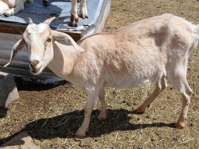 Mama and baby goat (must go together)