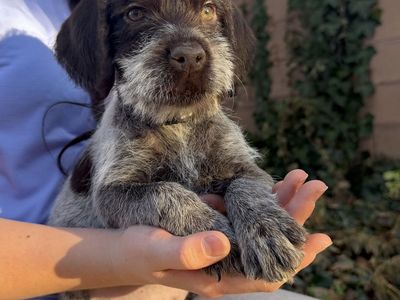 German Wirehaired Pointers