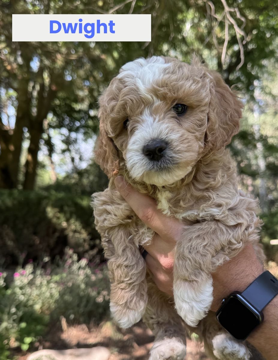 Mini Golden Doodles For Sale