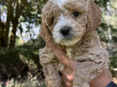 Mini Golden Doodles For Sale