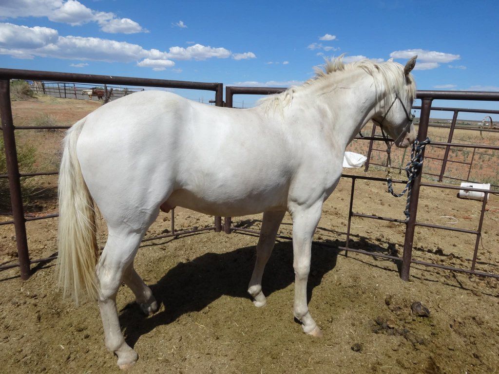 Maximal White Sabino Foxtrotter Stud Service