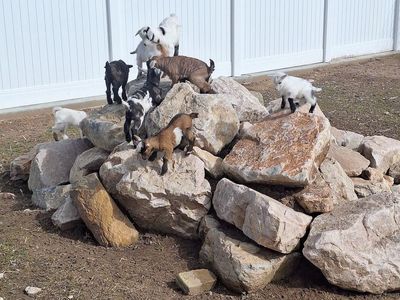 Nigerian Dwarf Baby Goats (dehorned)