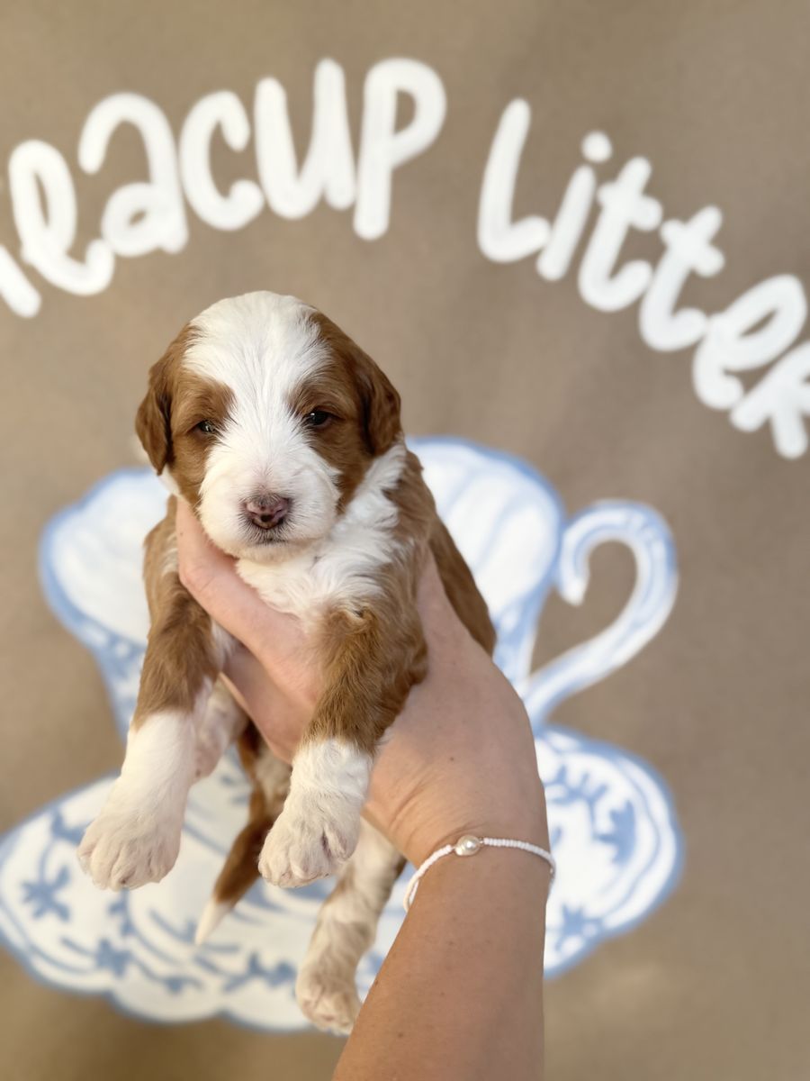 Multigen Teacup Bernedoodle