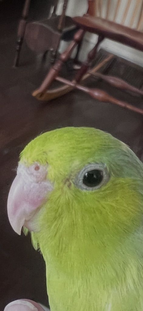 UNIQUE COLOR TAME BABY PARROTLET