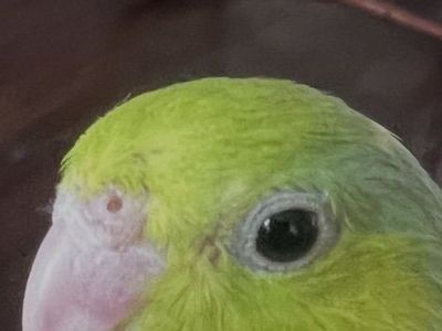 UNIQUE COLOR TAME BABY PARROTLET