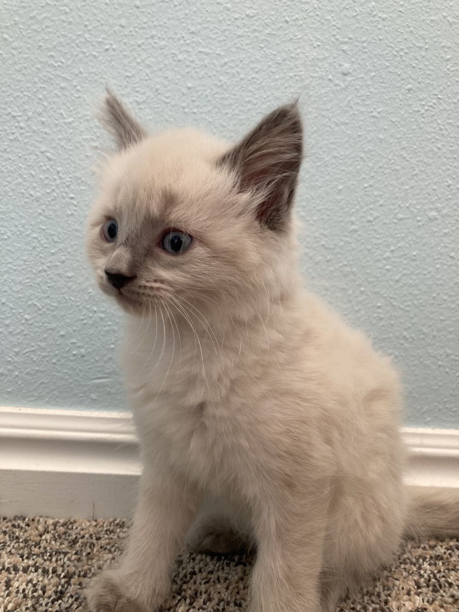 Adorable kittens!