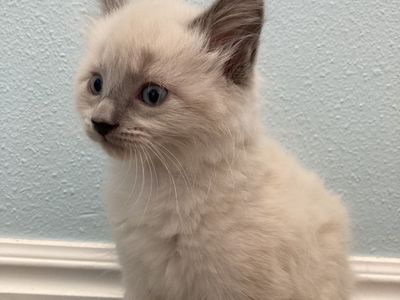 Adorable kittens!
