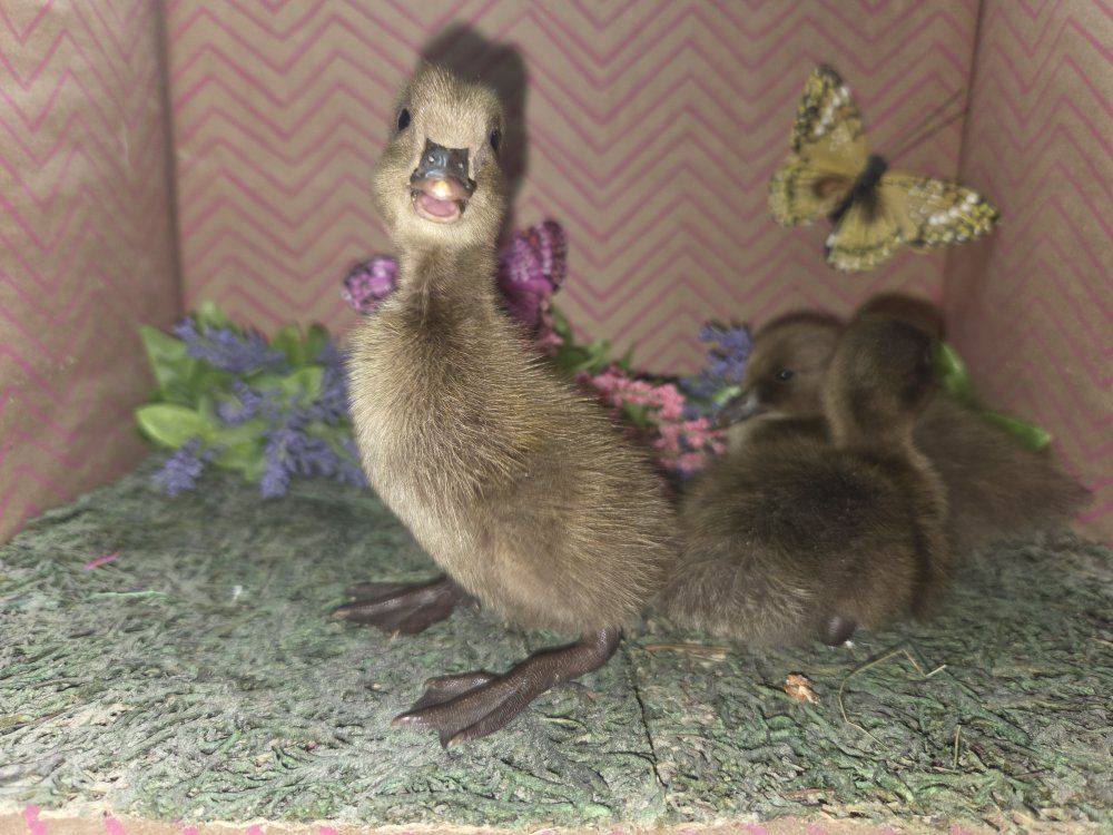 Kahki Cambell Ducklings