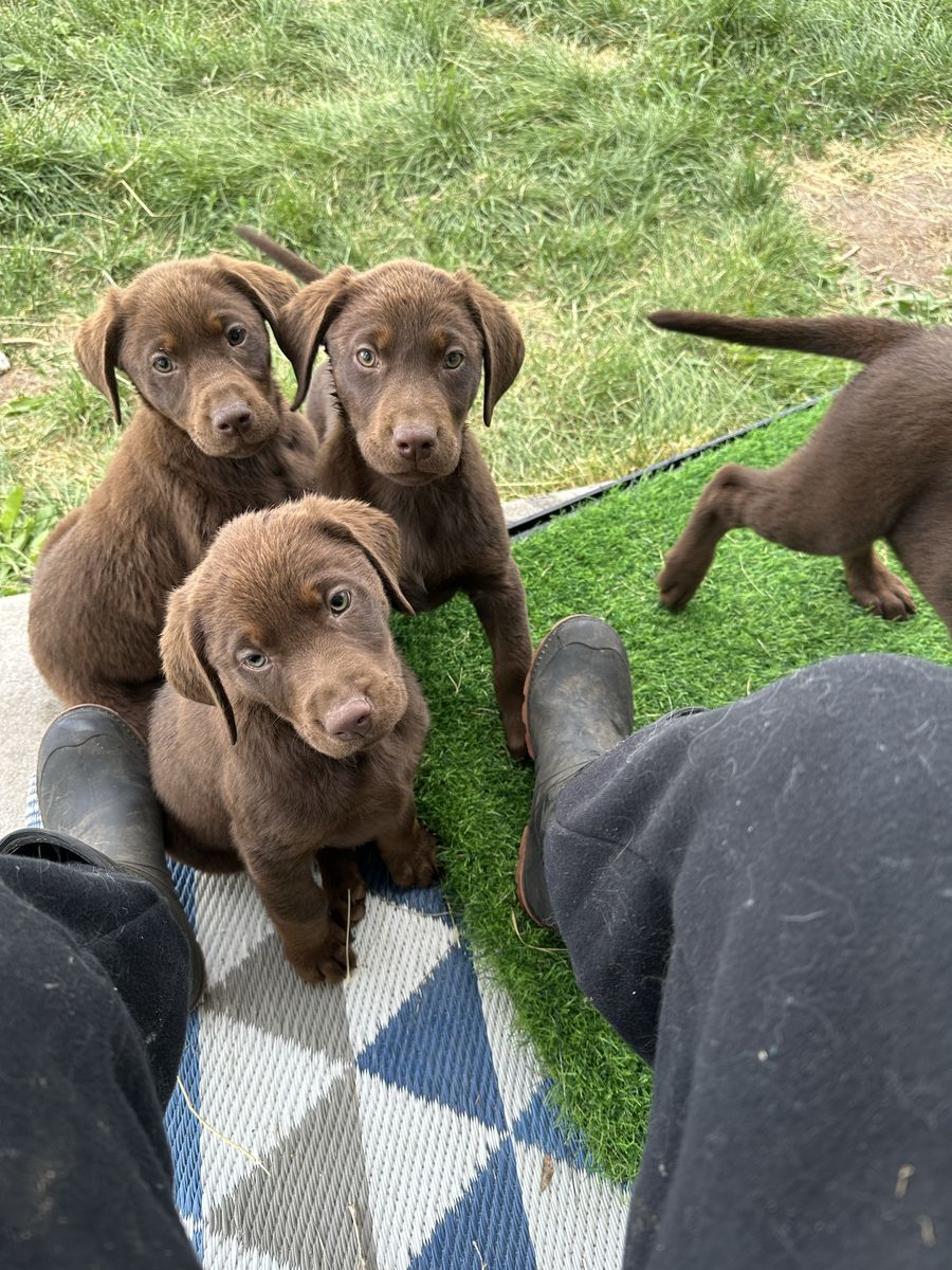 Adorable Chocolate Lab Puppies