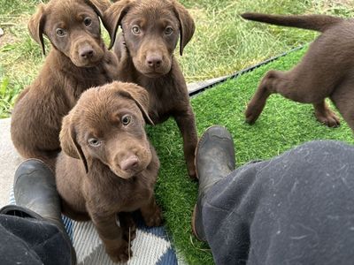 Adorable Chocolate Lab Puppies