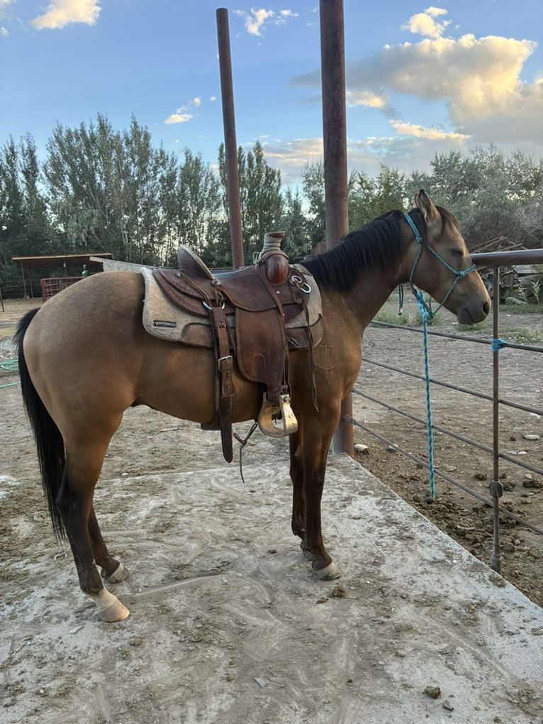 2 Yr Old Buckskin Colt