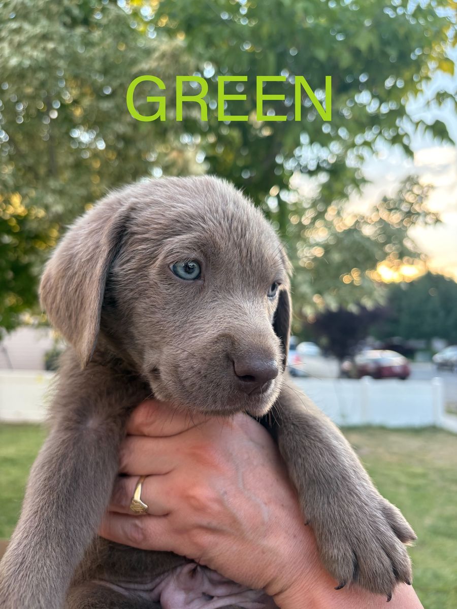 AKC Pure Lab Puppies