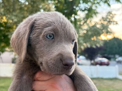 AKC Pure Lab Puppies