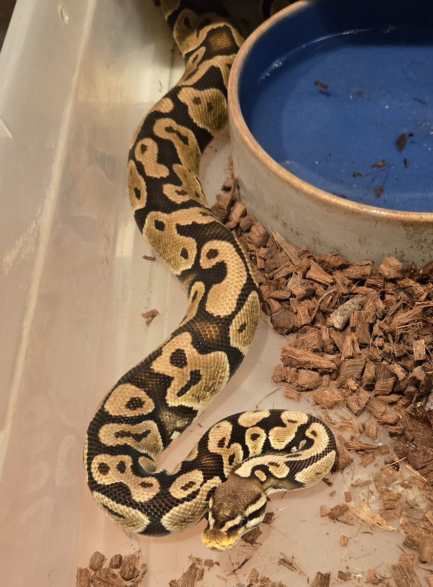 Ball Pythons.