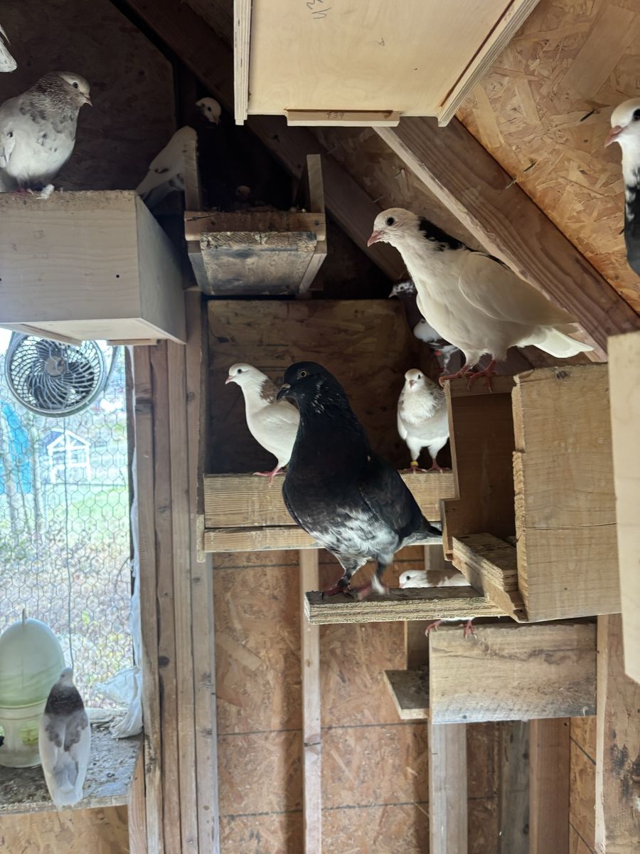 Pigeons for sale