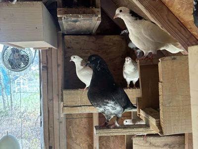 Pigeons for sale