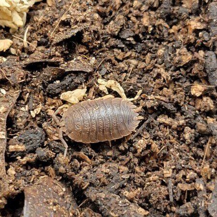 20ct Giant Canyon Isopod