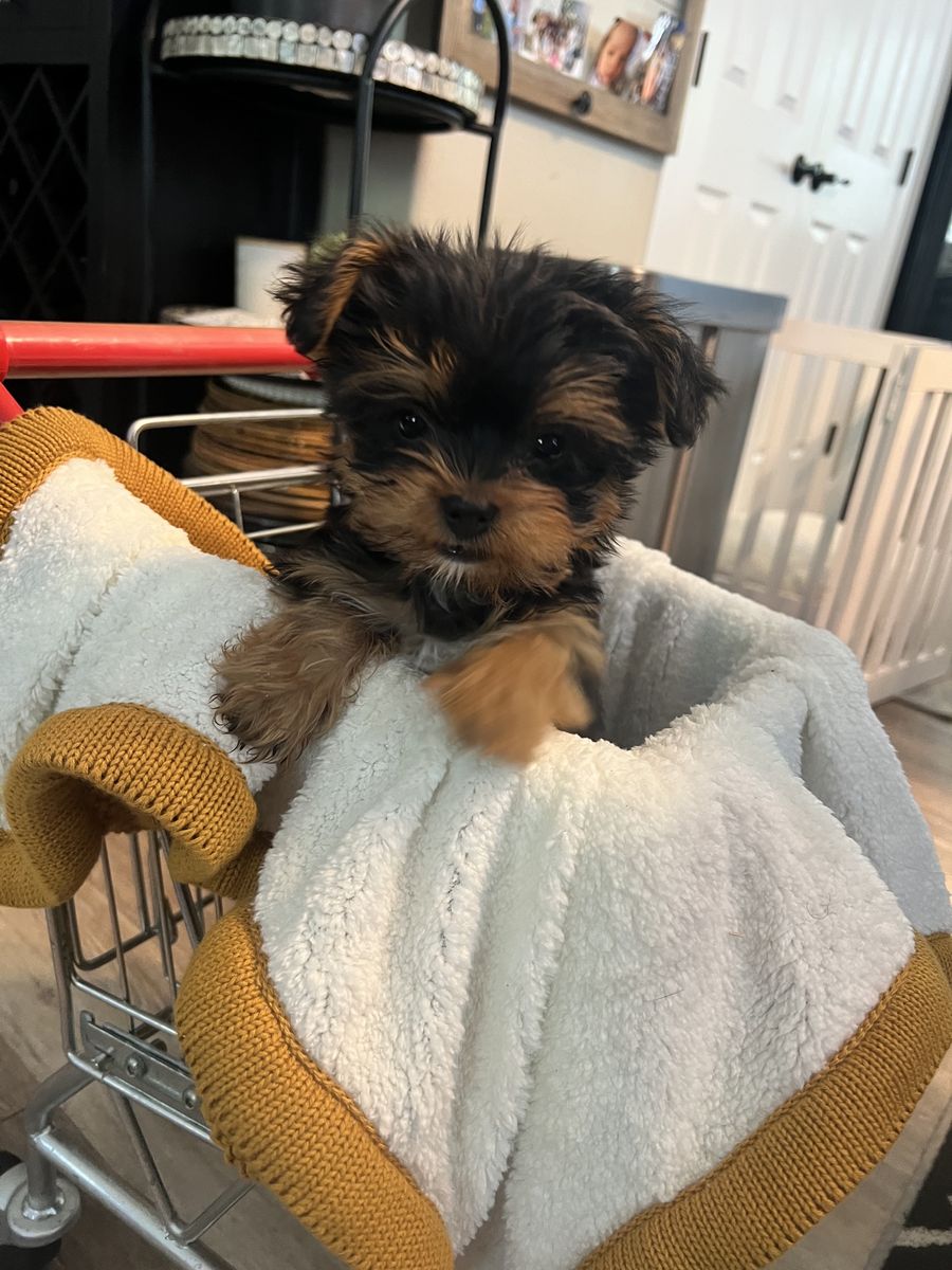 Adorable Yorkie Puppies - Ready for Forever Home!