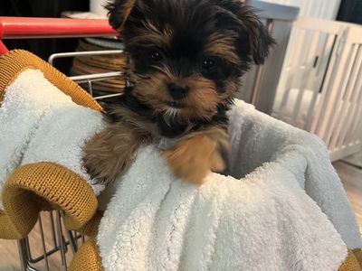 Adorable Yorkie Puppies - Ready for Forever Home!