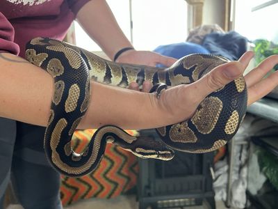 Ball Python For Trade Or Sale