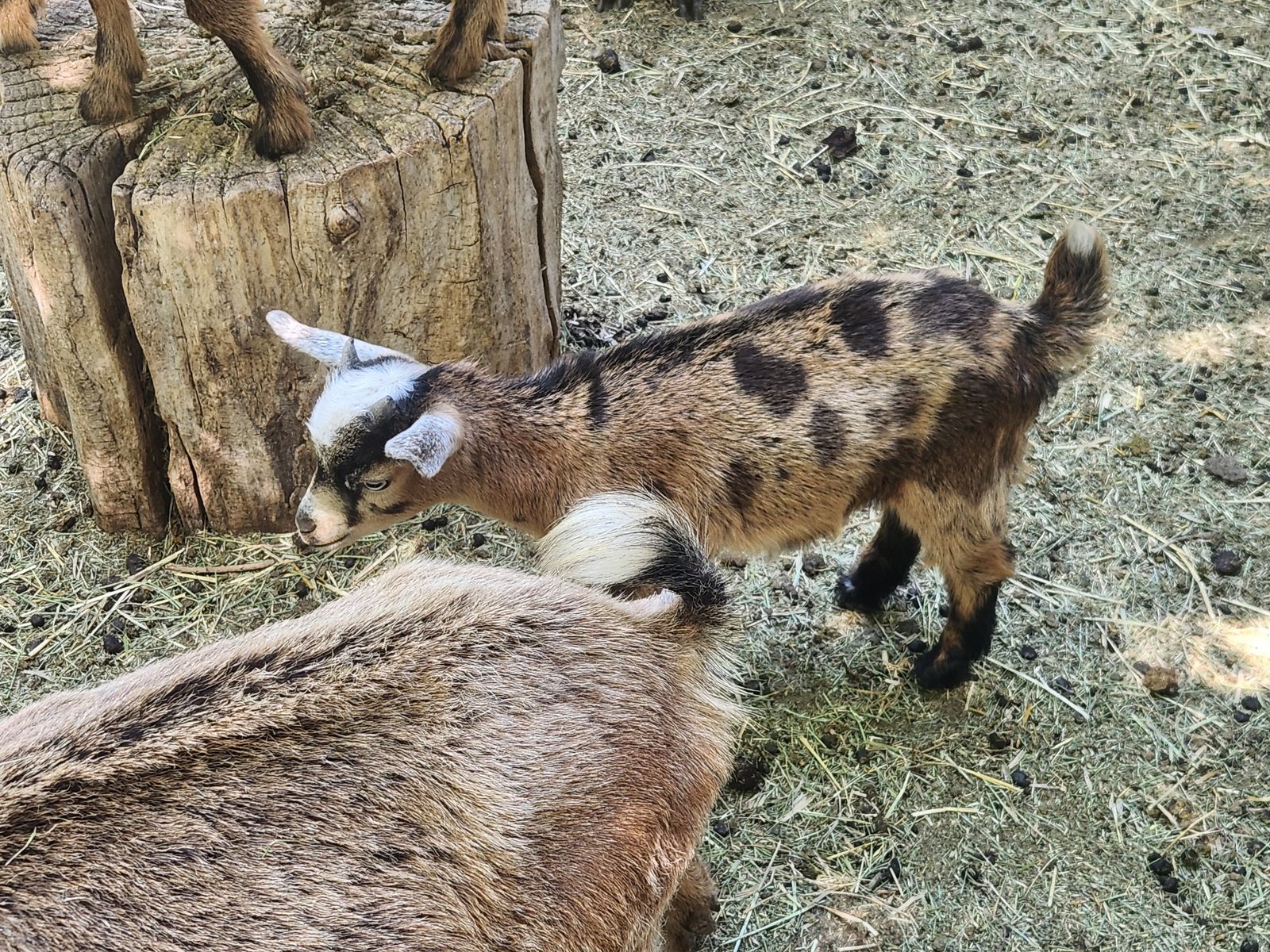 Nigerian Dwarf Goat Kids for sale